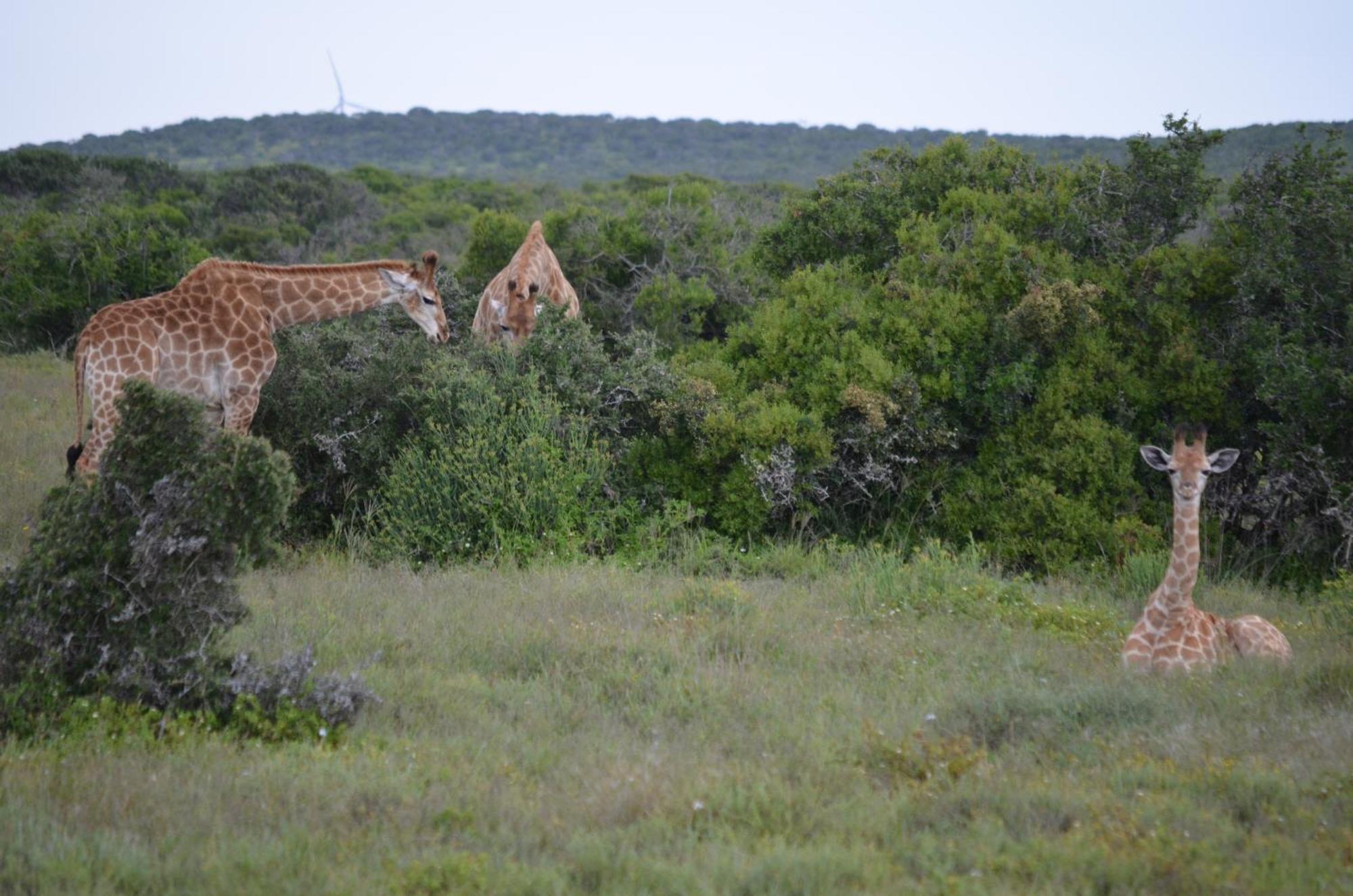 Hotel Beyond Cui Bono Sunland Exterior foto